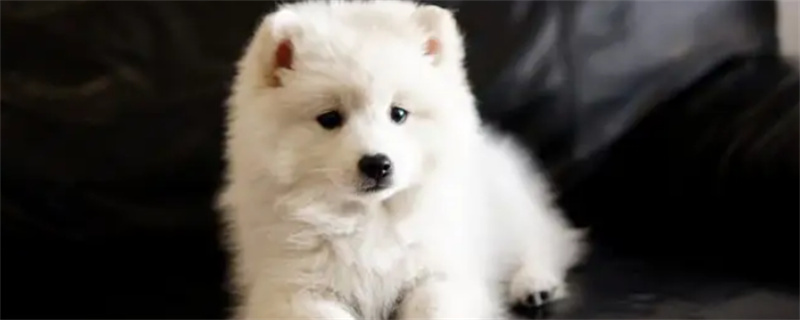 Samoyed Foot Symptoms and Treatment