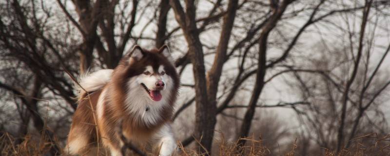 What causes dogs to drink water suddenly