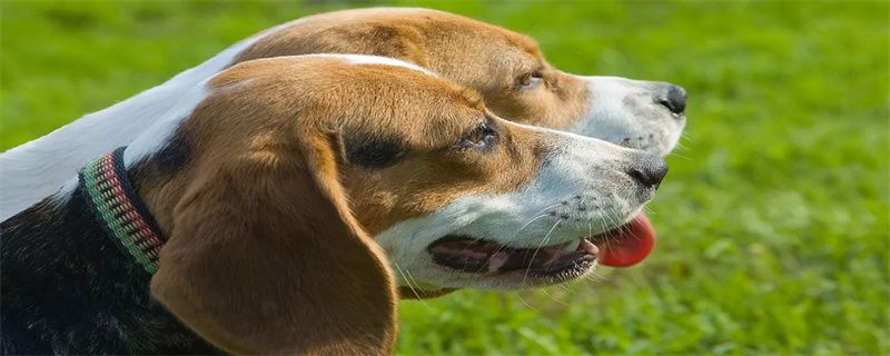 How often does canine distemper eat?