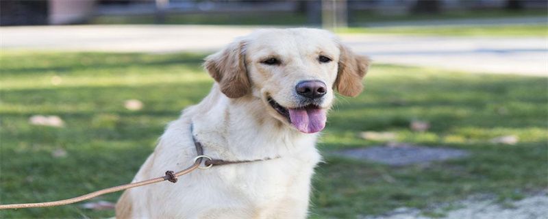 Can dogs take a cold bath in summer?