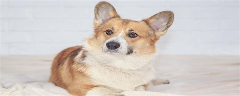 Can a corgi dog keep its tail?