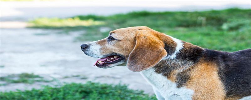 Why is the top of the dog's nose turning pink?