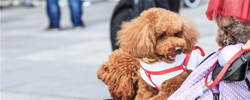 Can Teddy eat watermelon seeds?