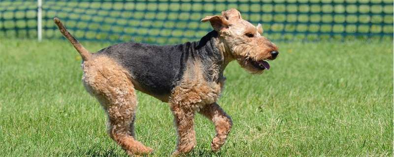 Do dogs stick out their tongues when they have a cold?