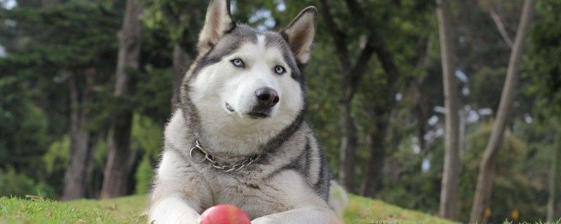 What's the matter with the pimple under the dog's eye?