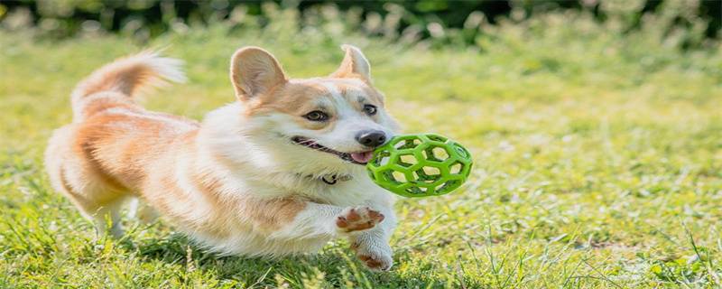 Why do dogs like to eat grass?