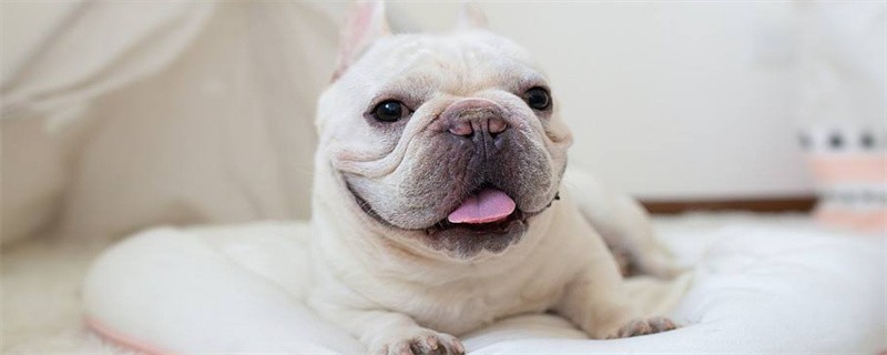 What to do if your French Bulldog catches a cold