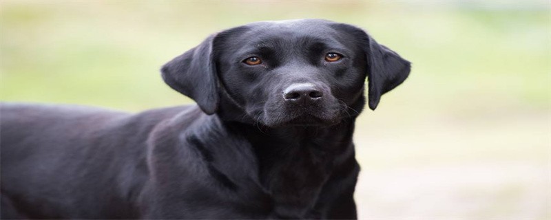 What's wrong with Labrador's ear hair loss?