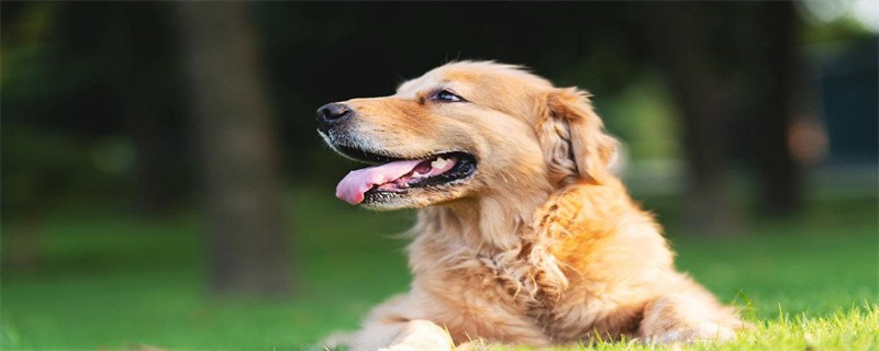 How to prevent the occurrence of dog hepatitis