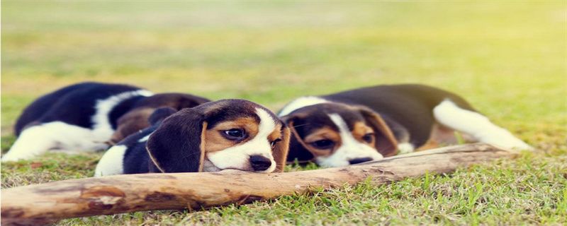 Are Ear Mites Harmful to Dogs' Eyes?