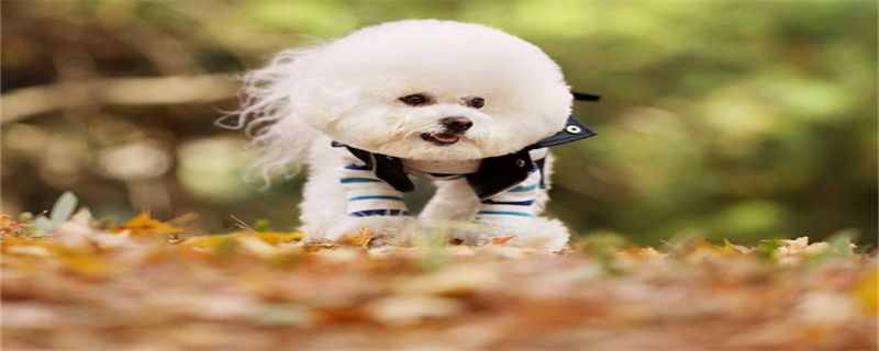 What are the reactions of bichon christmas after vaccination