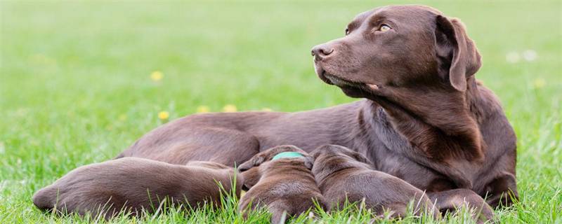 What kind of medicine does the puppy get for skin disease?