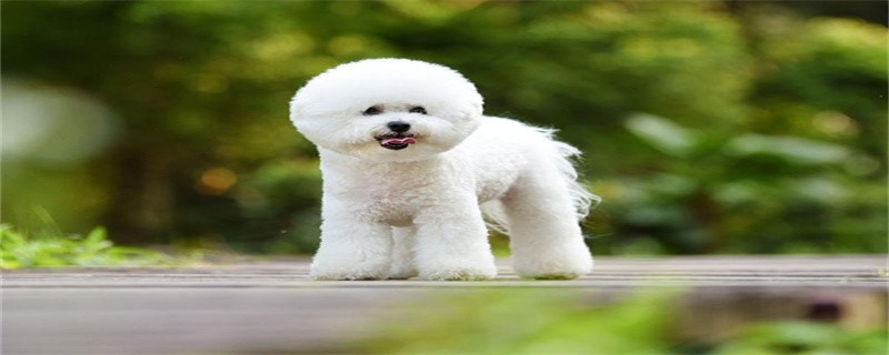 How to train a bichon for more than two months not to defecate anywhere