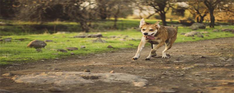 Can dogs eat salt?