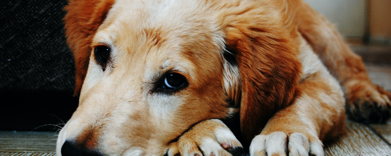 What to do if the dog's eyes are red