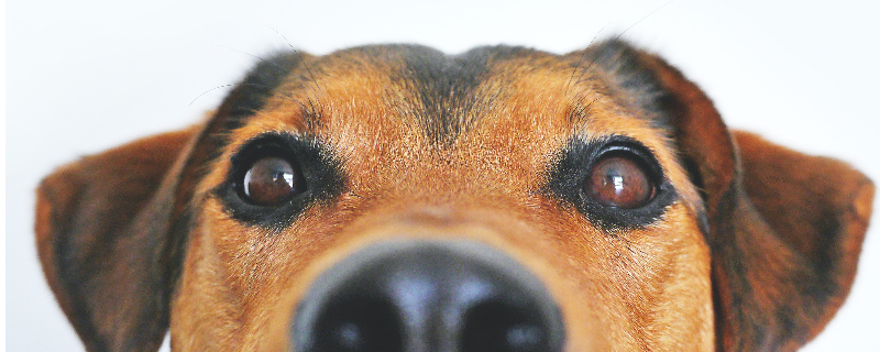 Early Symptoms of Cataracts in Dogs