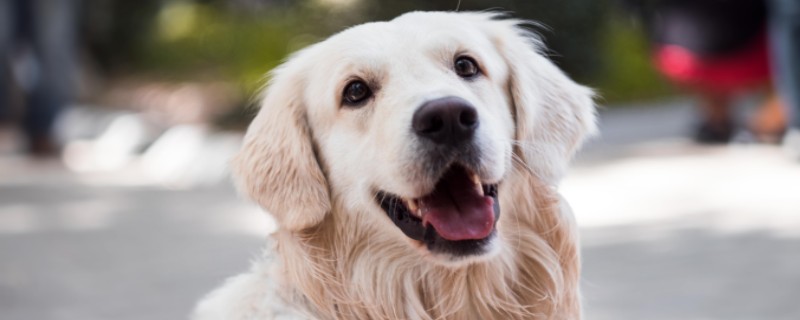 What are the symptoms of golden retriever fever