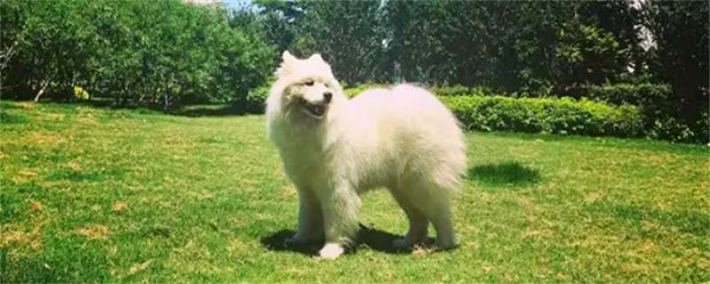 What are the symptoms of distemper in Samoyed dogs?