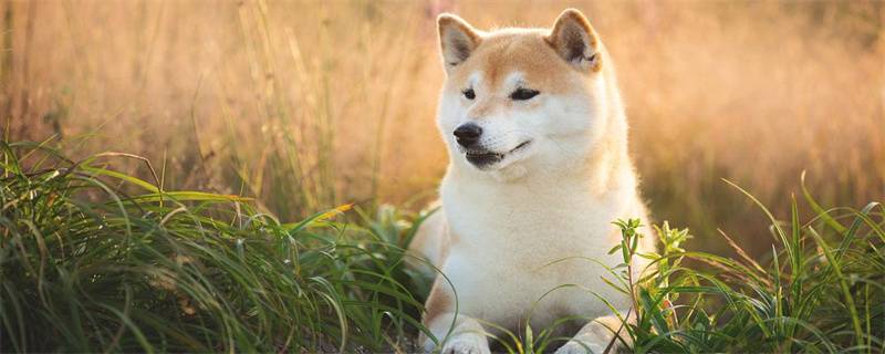 How to prevent colds in Shiba Inu