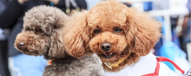 What to do if the poodle is constipated