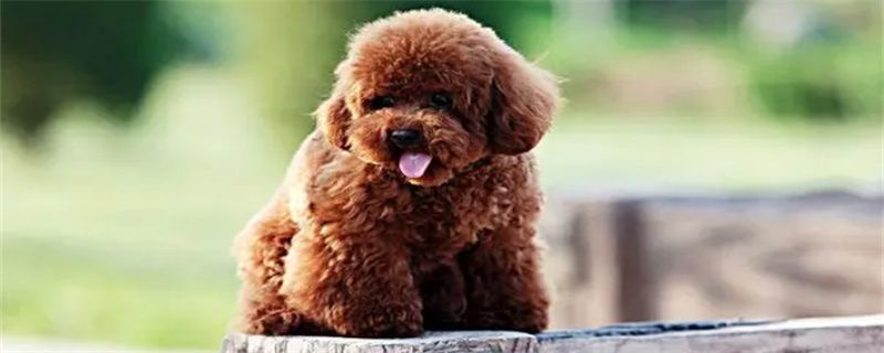 What to do if the poodle suffers from depression