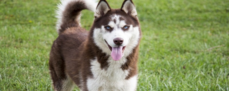 What are the symptoms of husky distemper?