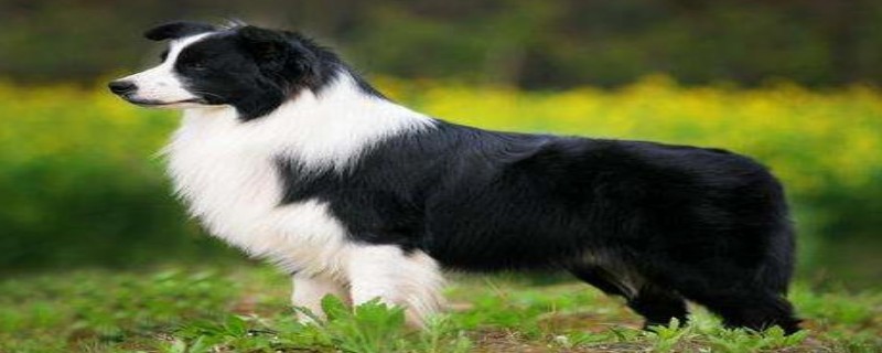 How to deal with border collie indigestion