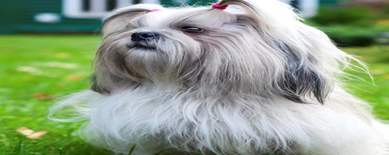 What to do if the Shih Tzu has serious tear stains