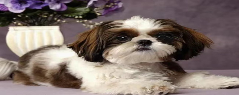 How to prevent Shih Tzu from getting sick