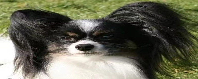 How to deal with severe hair loss of Papillon dog