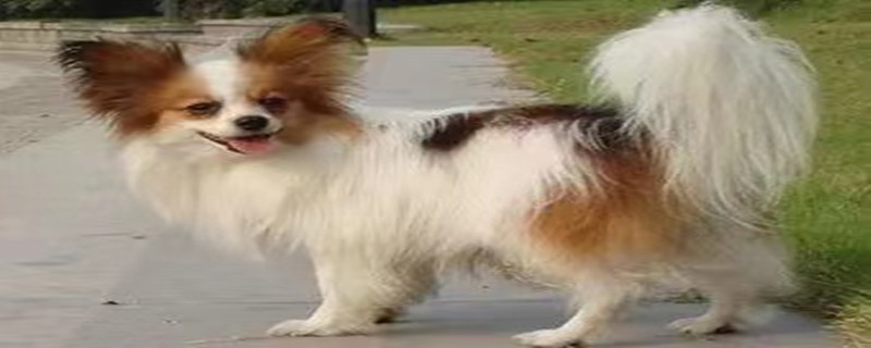 How to prevent Papillon dog skin disease