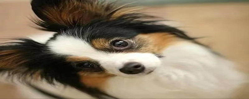 What to do if the Papillon dog has serious tear stains