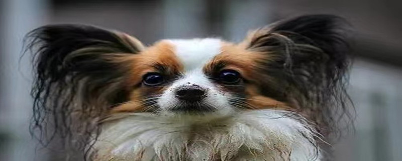 What are the symptoms of Papillon canine distemper?