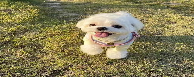 Maltese dog diarrhea how to do