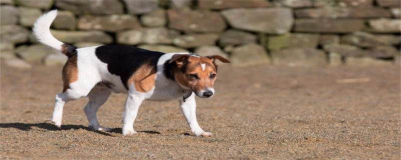 How to treat distemper in Beagle dogs