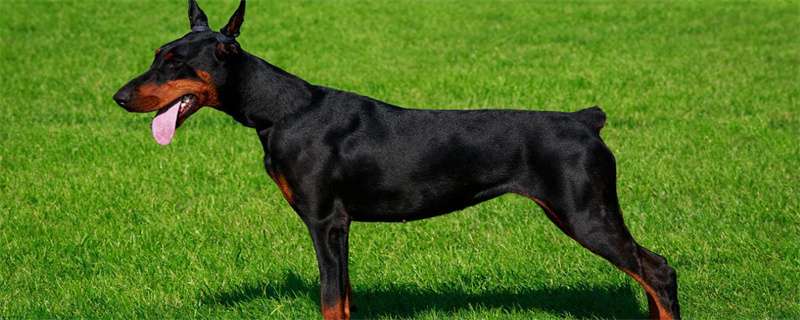 What are the symptoms of eczema in Doberman pinschers?