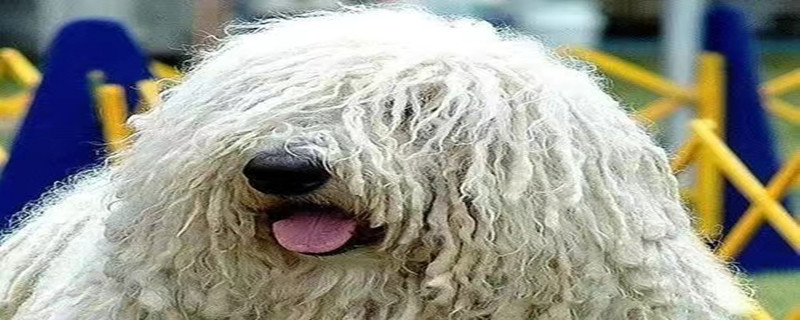 How to deal with constipation in Komondor dogs