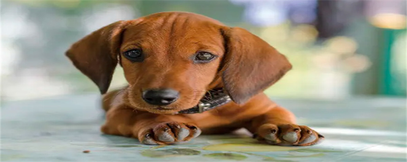 When Do Dachshunds Get Vaccines?