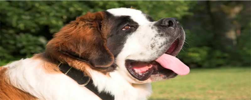 What are the adverse reactions of St. Bernard dogs vaccinated?