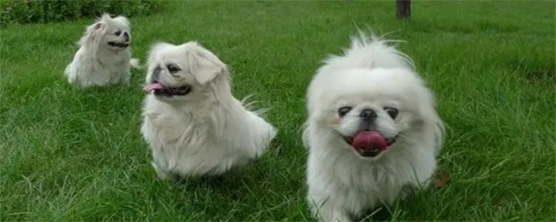 What to do if the tear stains on Pekingese dogs are serious