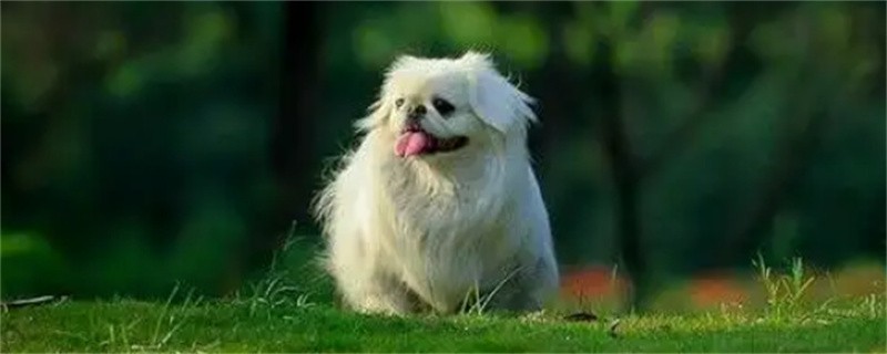 What are the symptoms of keratitis in Pekingese dogs?