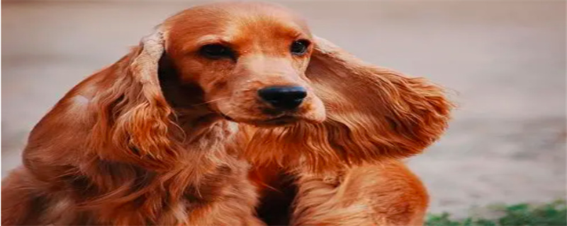 When is the American Cocker Spaniel vaccinated?