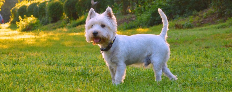 When should West Highland White Terriers be vaccinated?