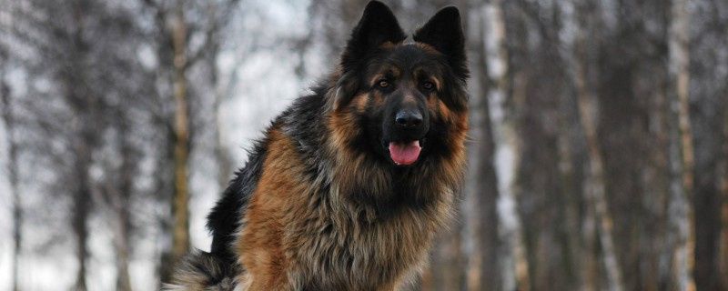 Belgian Shepherd Dog Distemper Treatment