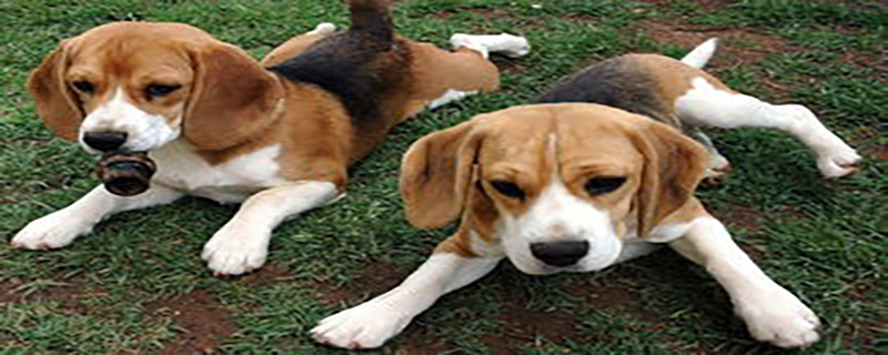 What Are the Symptoms of Ear Disease in an English Foxhound?