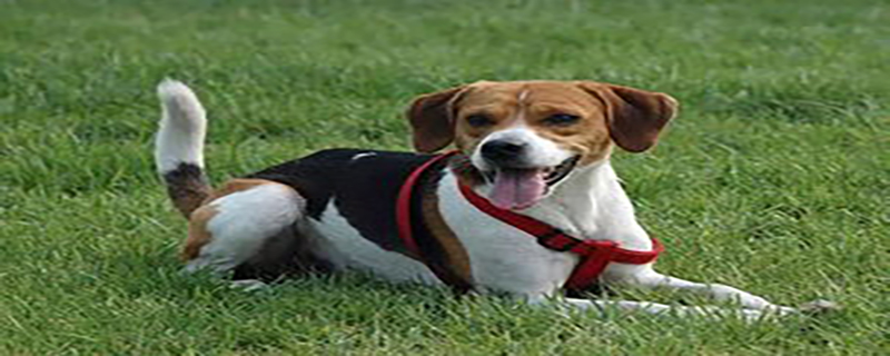 English Foxhound tonsillitis how to treat