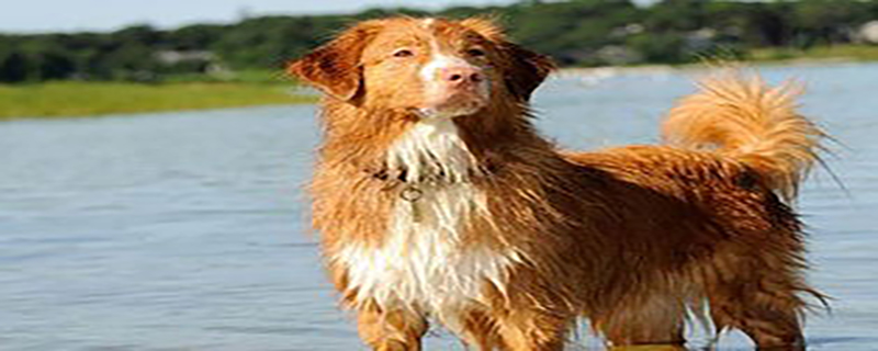 Fever Symptoms and Treatment in Nova Scotia Duck Tolling Dogs