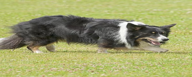 What to do if Polish Lowland Sheepdog twitches