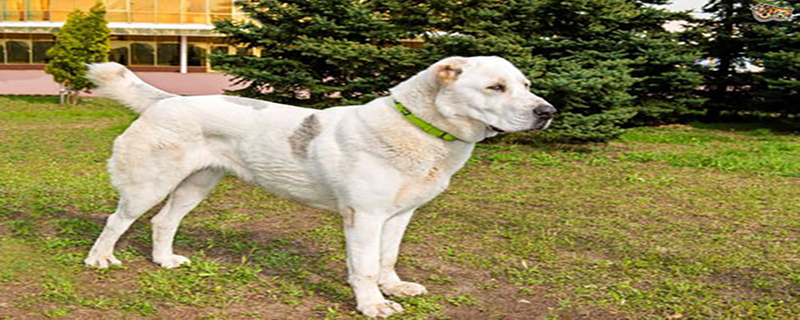 How to treat small Central Asian Shepherd Dog