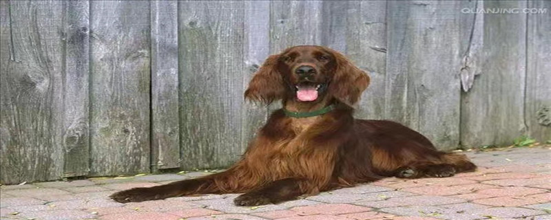 What medicine does Irish Setter have mites?